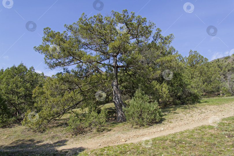 Скачать Греческий можжевельник (Juniperus excelsa). фотосток Ozero