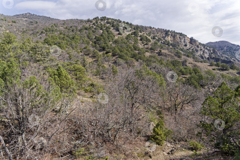 Скачать Лес в Крымских горах весной фотосток Ozero