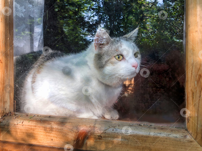 Скачать Серый глазастый кот за пыльным стеклом деревянного окна. фотосток Ozero