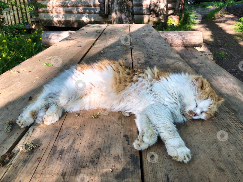 Скачать Рыжий пушистый кот отдыхает на деревянном столе под солнышком. фотосток Ozero