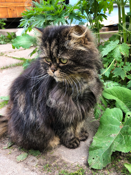 Скачать Темный деревенский кот, напоминающий персицкую породу кошек. фотосток Ozero