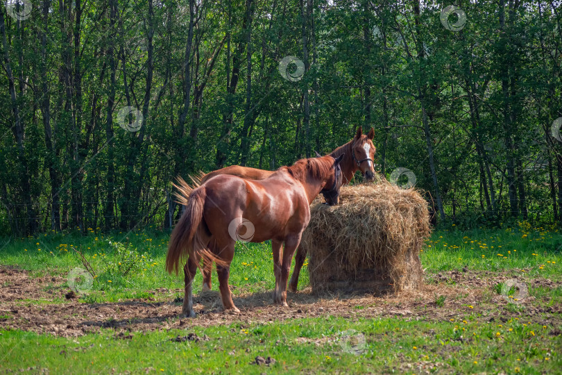 Скачать Лошади едят стог сена. фотосток Ozero