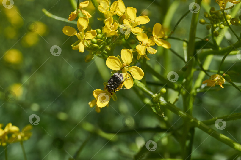 Скачать Барбарея обыкновенная (лат. Barbarea vulgaris) цветет на лугу. фотосток Ozero