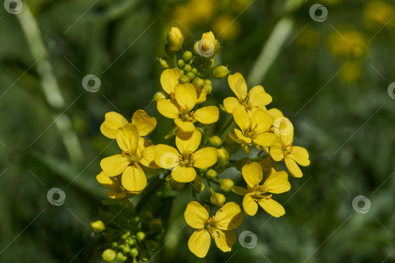 Скачать Барбарея обыкновенная (лат. Barbarea vulgaris) цветет на лугу. фотосток Ozero