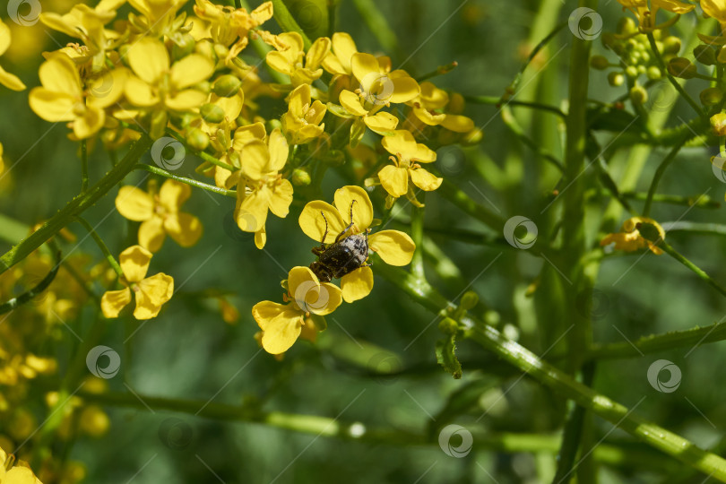 Скачать Барбарея обыкновенная (лат. Barbarea vulgaris) цветет на лугу. фотосток Ozero