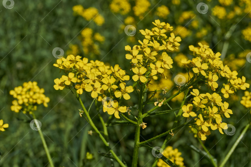 Скачать Барбарея обыкновенная (лат. Barbarea vulgaris) цветет на лугу. фотосток Ozero