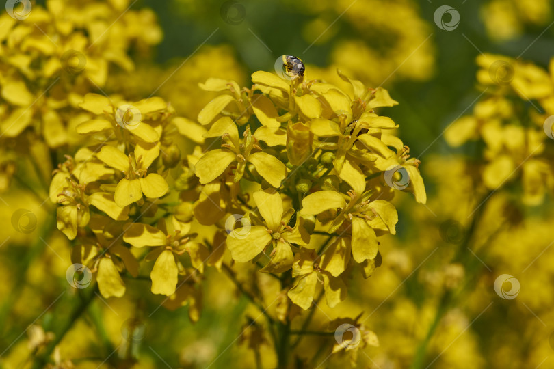 Скачать Барбарея обыкновенная (лат. Barbarea vulgaris) цветет на лугу. фотосток Ozero