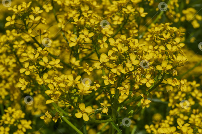 Скачать Барбарея обыкновенная (лат. Barbarea vulgaris) цветет на лугу. фотосток Ozero