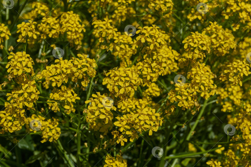 Скачать Барбарея обыкновенная (лат. Barbarea vulgaris) цветет на лугу. фотосток Ozero