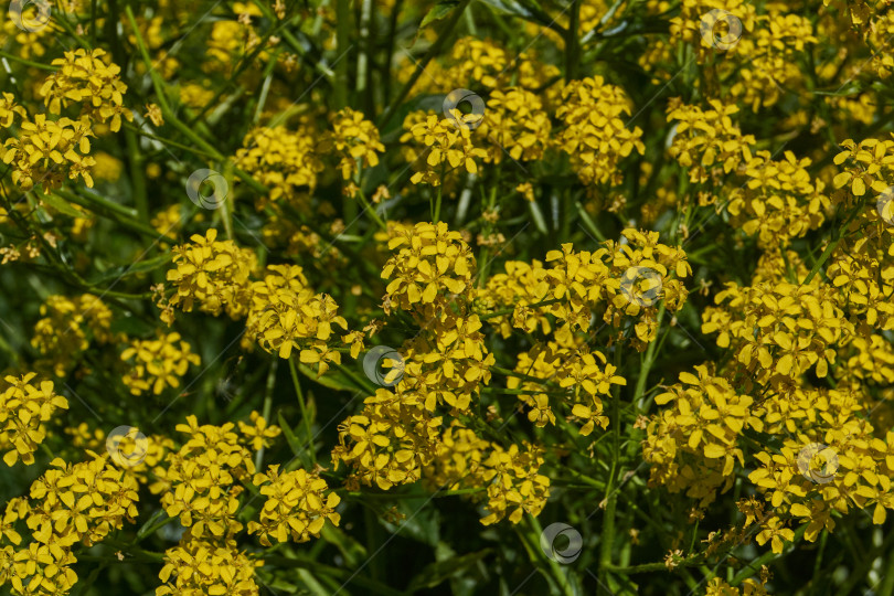 Скачать Барбарея обыкновенная (лат. Barbarea vulgaris) цветет на лугу. фотосток Ozero