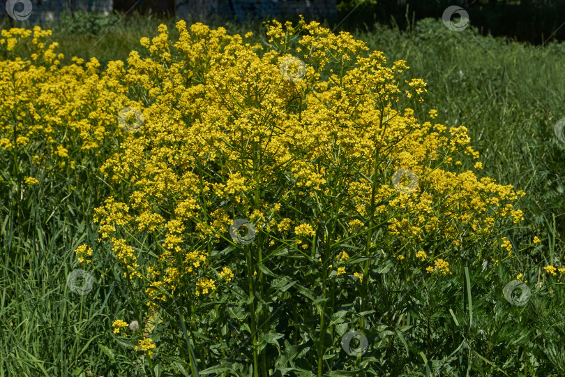 Скачать Барбарея обыкновенная (лат. Barbarea vulgaris) цветет на лугу. фотосток Ozero