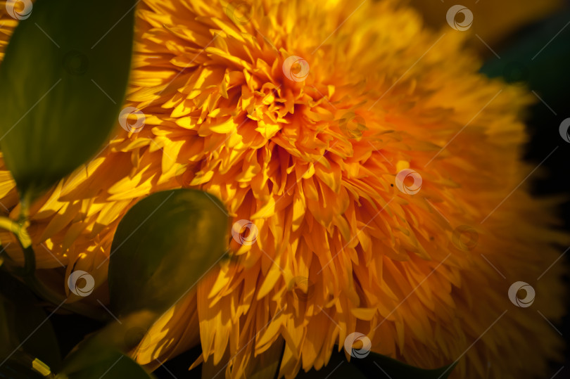 Скачать Helianthus cucumerifolius - подсолнечник с огуречными листьями, или подсолнечник в форме огурца - культивируется как декоративное растение. фотосток Ozero