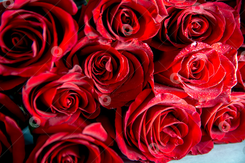 Скачать Бордовые розы, классические цветы для фона. фотосток Ozero