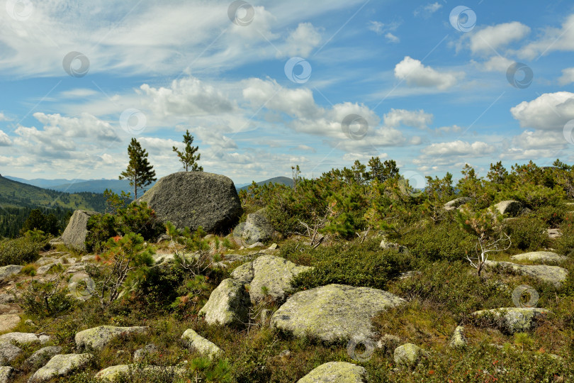 Скачать Огромные камни и молодые кедры на плоской вершине высокой горы под облачным летним небом. фотосток Ozero