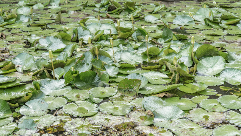 Скачать Пруд с водяными лилиями. фотосток Ozero