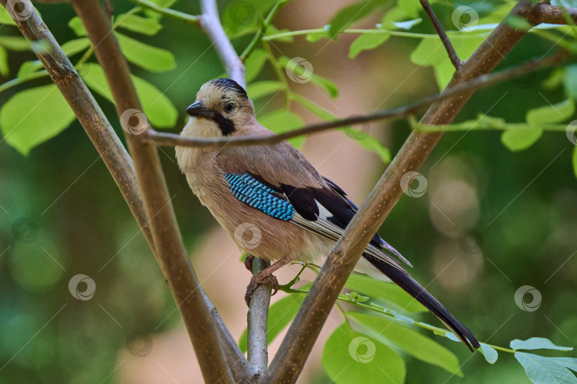 Скачать Птица евразийская сойка Garrulus glandarius сидит на лесной подстилке фотосток Ozero