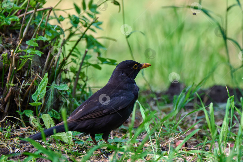 Скачать Необычный скворец Sturnus vulgaris фотосток Ozero