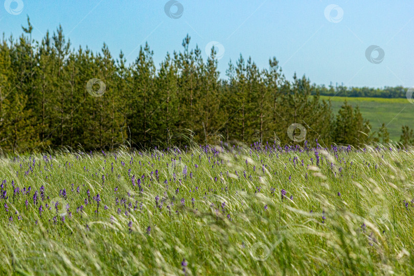 Скачать Луговые цветы фотосток Ozero