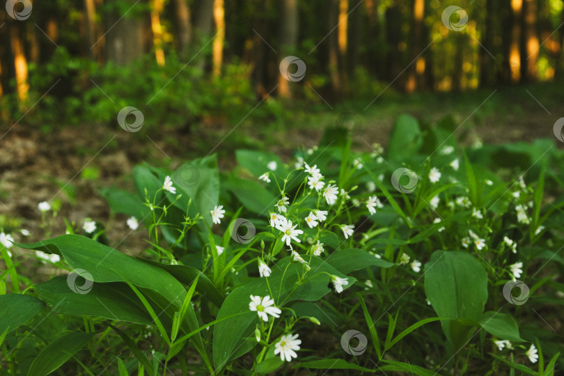 Скачать Весенние лесные цветы фотосток Ozero