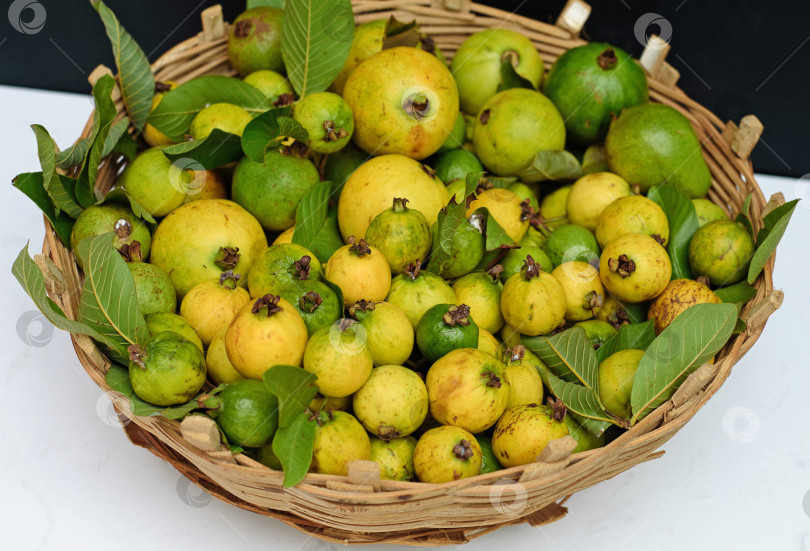Скачать Во Вьетнаме собирают много целых спелых плодов гуавы в корзины фотосток Ozero