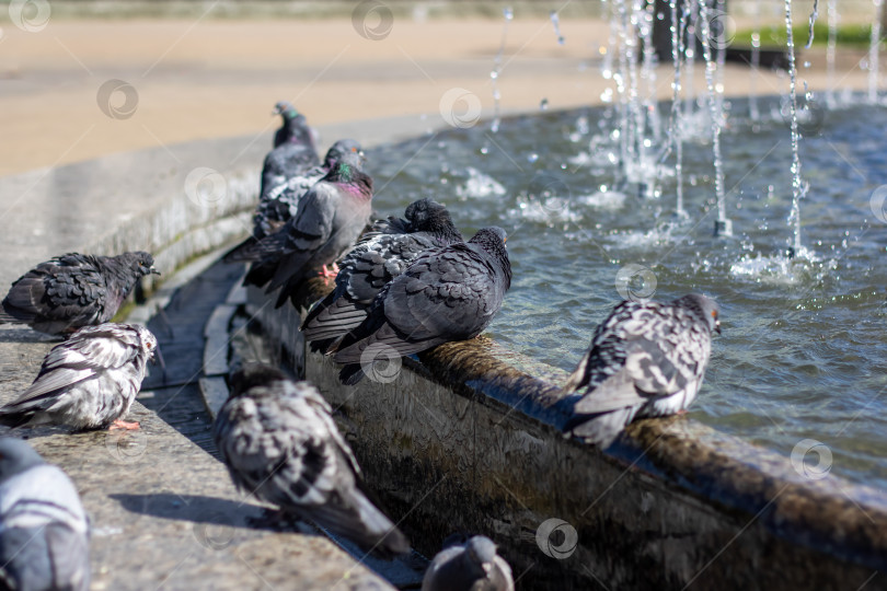 Скачать Городские птицы неторопливо пьют воду из фонтана, раскинув клювы и крылья фотосток Ozero