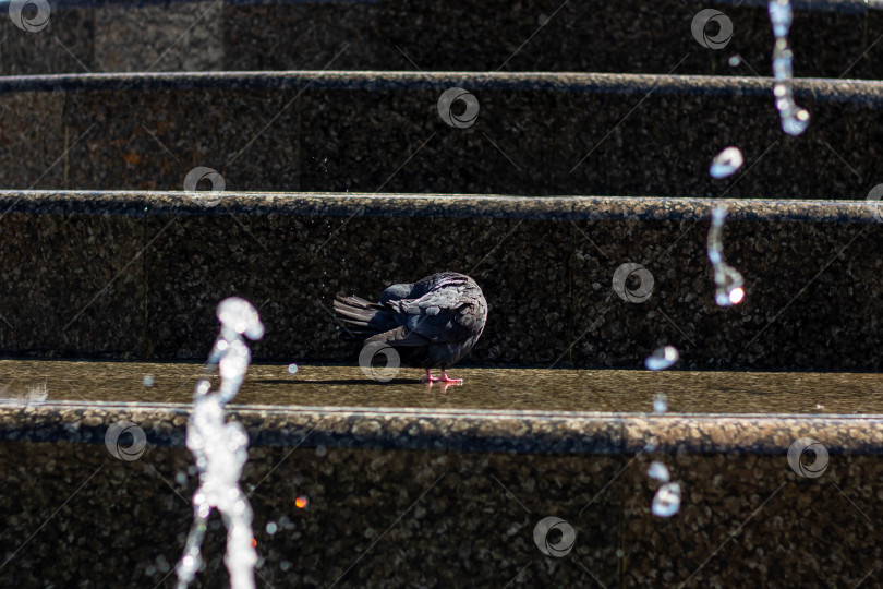 Скачать Морские птицы сидят на ступеньках фонтана с видом на водоем фотосток Ozero