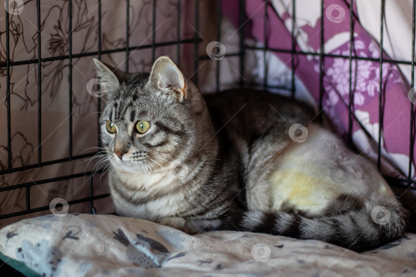 Скачать Кошачий плотоядный кот с усами в сетчатой клетке смотрит в камеру фотосток Ozero