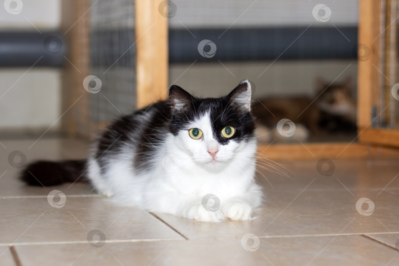 Скачать Черно-белая кошка отдыхает на кафельном полу фотосток Ozero