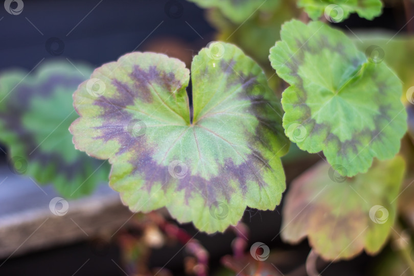 Скачать Детальный вид растения с многочисленными пышными зелеными листьями фотосток Ozero