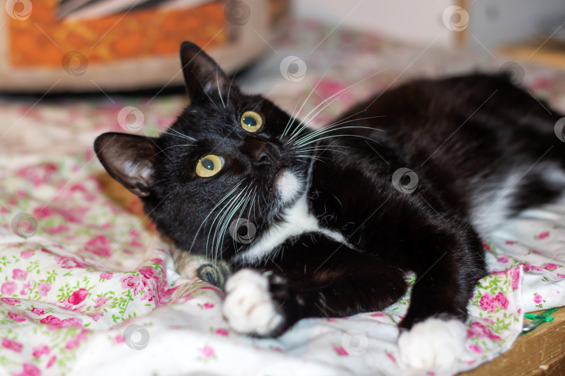Скачать Бомбейский кот с желтыми глазами отдыхает на кровати фотосток Ozero