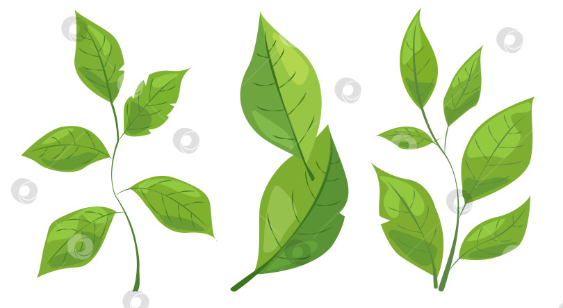 Скачать с восемью различными видами зеленых листьев. Каждый лист имеет уникальную форму и узор прожилок. простая, чистая и яркая графика идеально подходит для оформления на природную тематику и экологически чистых проектов фотосток Ozero