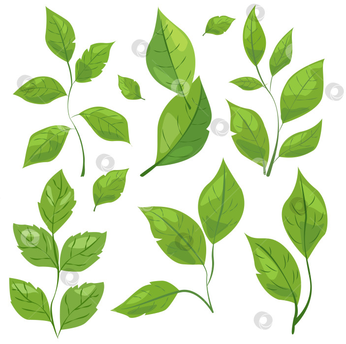 Скачать с восемью различными видами зеленых листьев. Каждый лист имеет уникальную форму и узор прожилок. простая, чистая и яркая графика идеально подходит для оформления на природную тематику и экологически чистых проектов фотосток Ozero