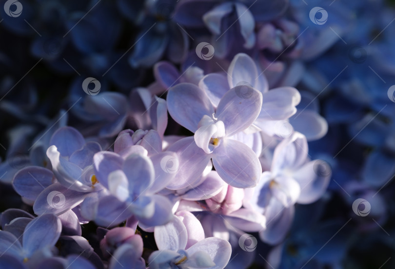 Скачать красивые распускающиеся цветы сирени крупным планом фотосток Ozero