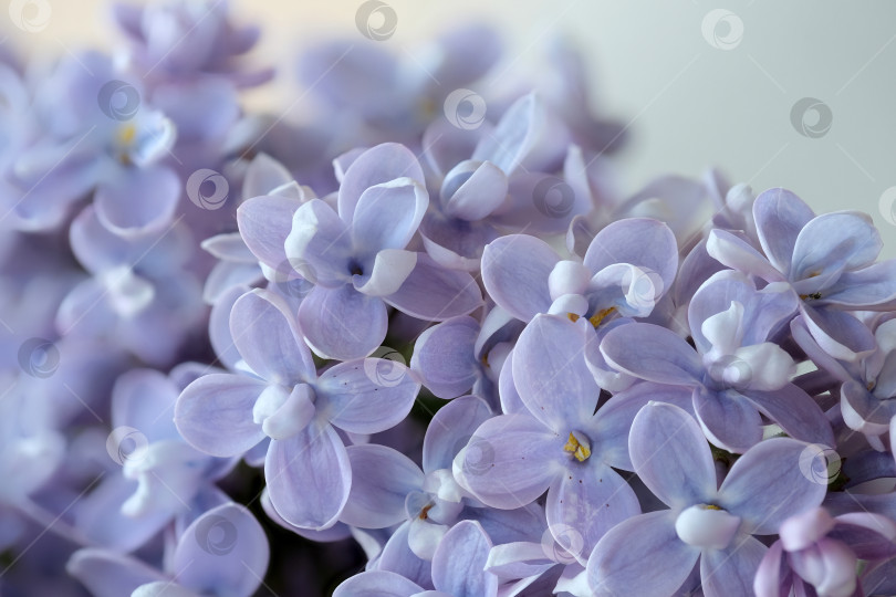 Скачать красивые распускающиеся цветы сирени крупным планом фотосток Ozero