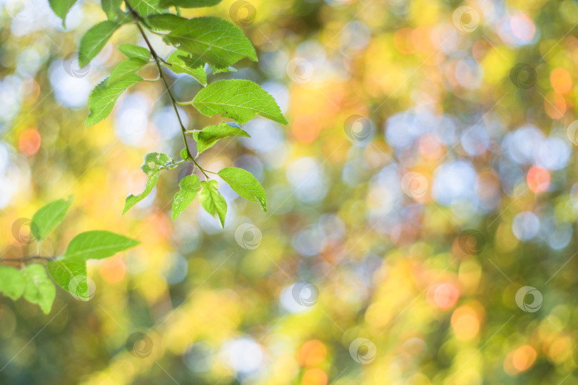 Скачать абстрактное изображение флоры с зелеными листьями, размытый фон с круглыми светлыми пятнами фотосток Ozero