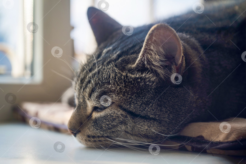 Скачать полосатая кошка, спящая на подоконнике, крупным планом фотосток Ozero