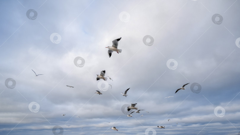 Скачать много чаек в небе над морем фотосток Ozero