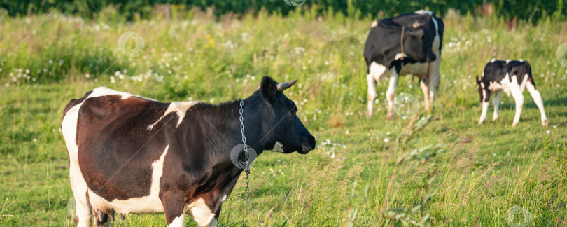 Скачать Летним днем коровы пасутся на сочном лугу фотосток Ozero