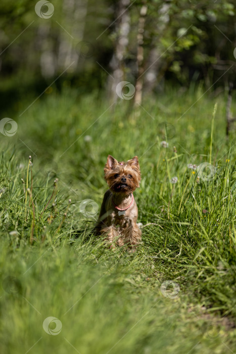 Скачать Собаки породы йоркширский терьер прогуливаются по тропинке в лесу фотосток Ozero
