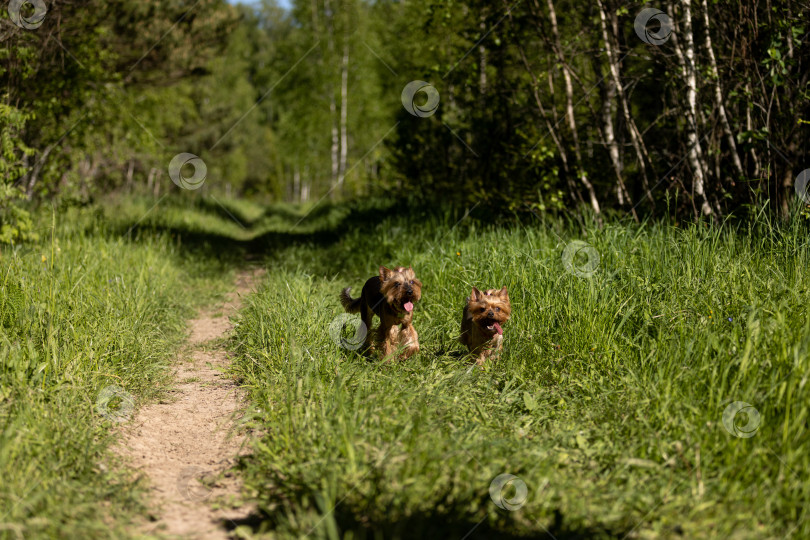 Скачать Собаки породы йоркширский терьер бегут по траве в лесу фотосток Ozero