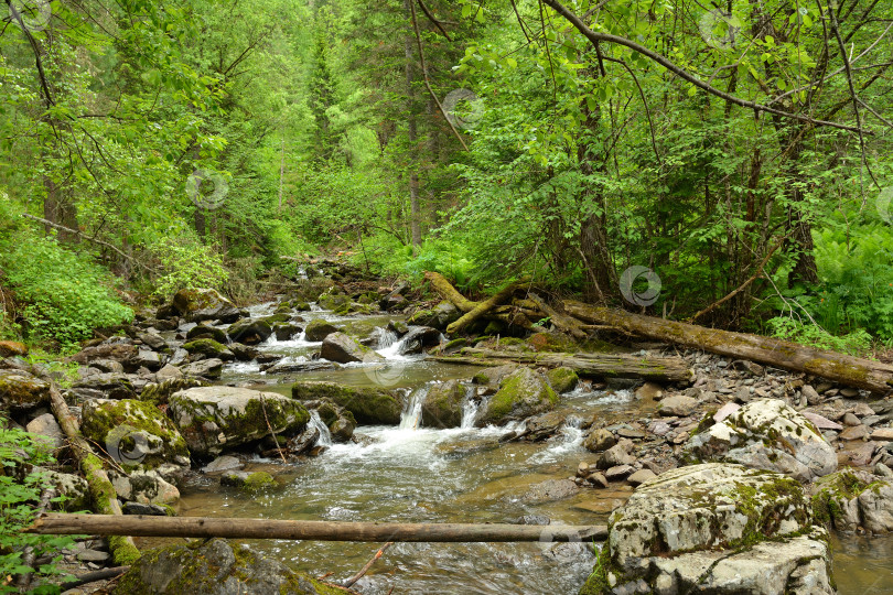 Скачать Срубленные деревья в каменистом русле бурного горного ручья, протекающего через густой летний лес. фотосток Ozero
