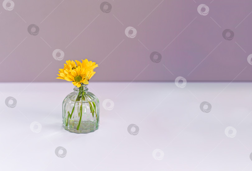 Скачать Маленькая ваза с желтыми цветами маргаритки в воде на светло-розовом фоне с пространством для копирования фотосток Ozero