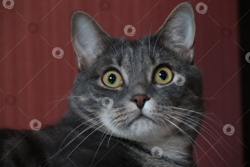 Скачать Британский кот фотосток Ozero