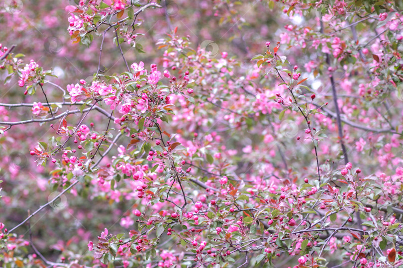 Скачать Фон из розовых цветов яблони. Цветущий весенний сад фотосток Ozero