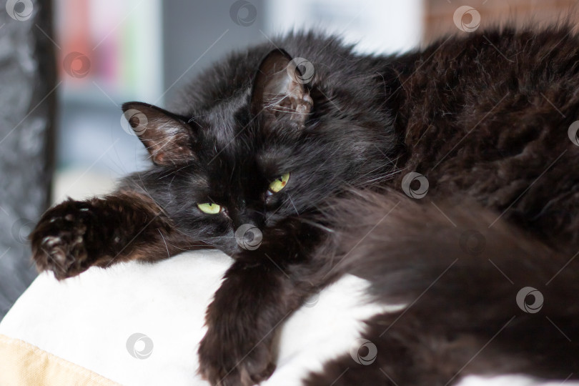 Скачать Черная кошка с поразительными зелеными глазами отдыхает на белой поверхности фотосток Ozero