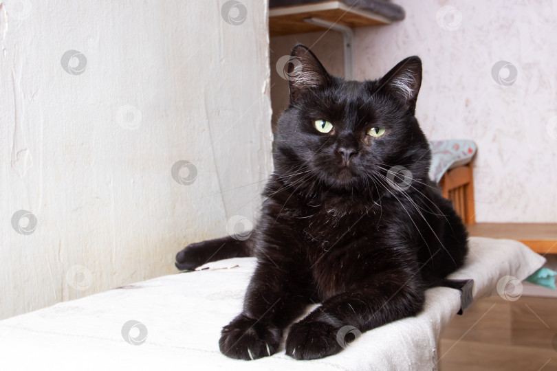 Скачать Черная кошка с поразительными зелеными глазами расслабляется на чистом белом полотенце фотосток Ozero