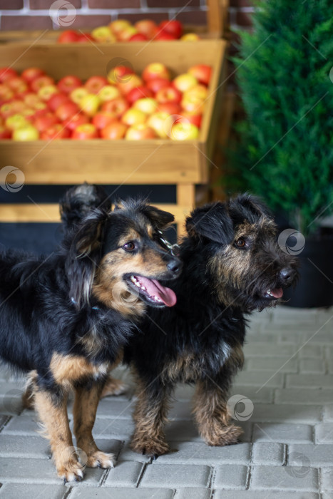 Скачать Две собаки стоят рядом с контейнером, наполненным яблоками фотосток Ozero