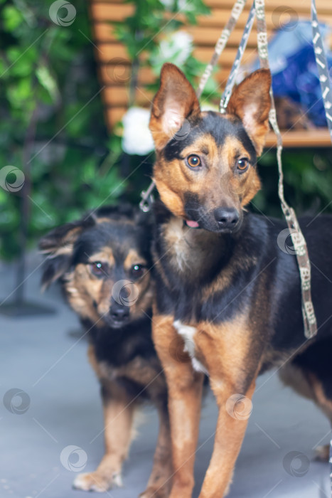 Скачать Две собаки, стоящие рядом, каждая на поводке, - это компаньоны фотосток Ozero