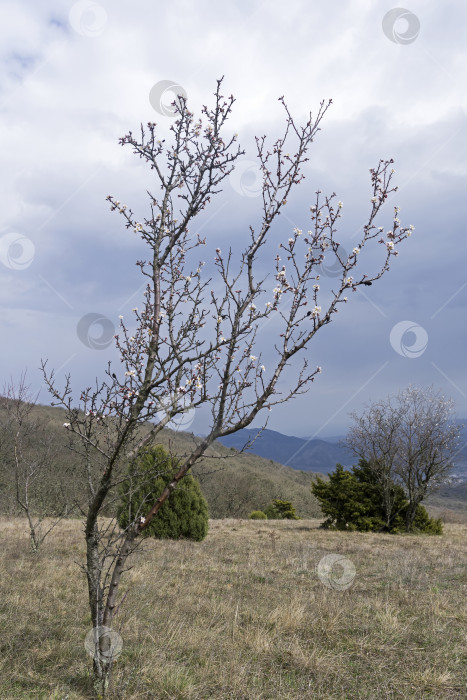 Скачать Цветущее миндальное дерево в крымских горах. фотосток Ozero