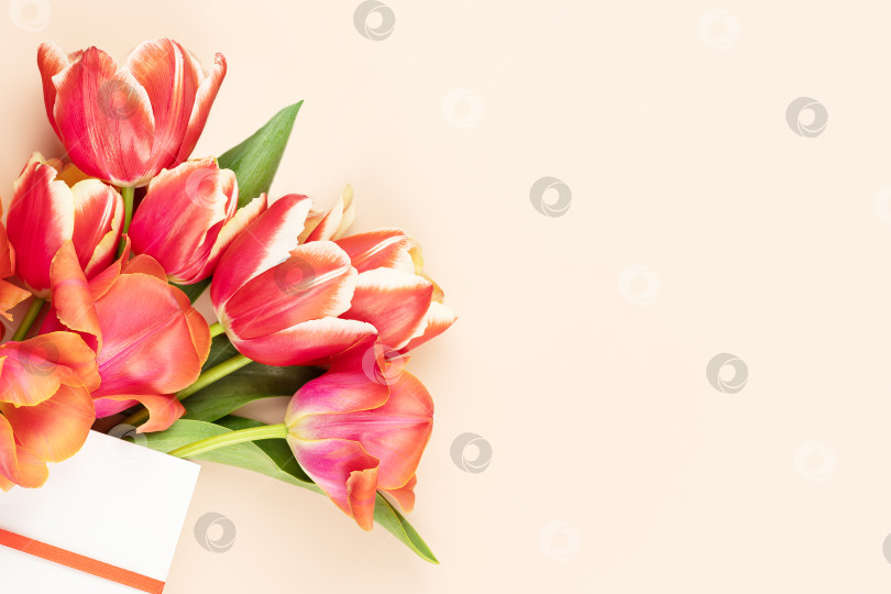 Скачать Цветочная открытка с тюльпанами в подарочном пакете на розовом фоне фотосток Ozero